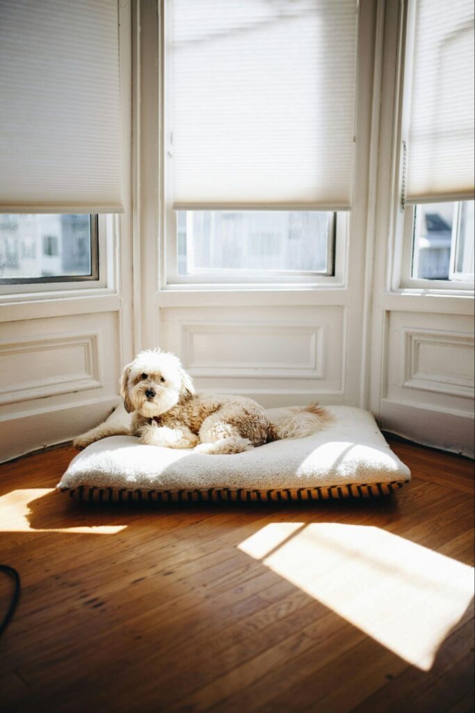 Looking for window treatments that can handle your pet’s antics? We offer pet-friendly options that keep your home beautiful and intact. Learn more.